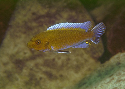 Labeotropheus trewavasae 'Nkolongwe'